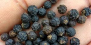 Black Pepper Seeds