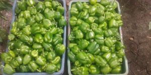 Green Capsicum