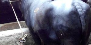 Dairy Farm Murrah Buffalo