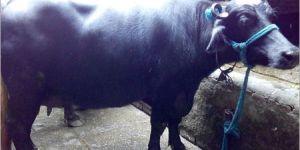 Indian Murrah Buffalo