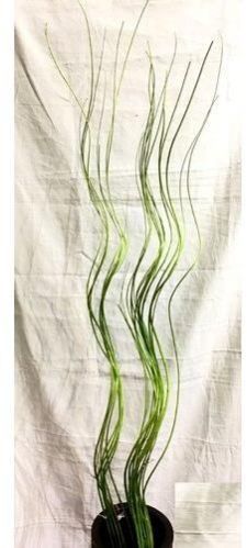 Green Dry Flower Sticks