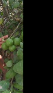 Lemon (Nimbu/Citrus)Plants
