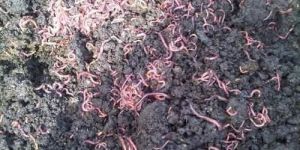 Bio Humus Fertilizer