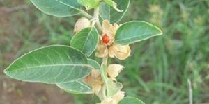Ashwagandha Herb