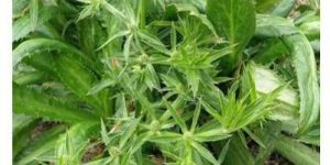 Fresh Culantro Leaves