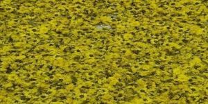 Calendulla Dry Flowers