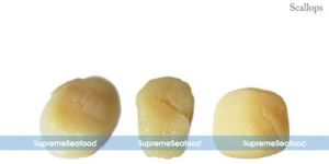 Sea Scallops Seafood