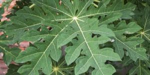 Papaya Leaf Extract