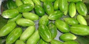 Coccinia Indica Extract