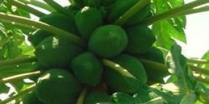 Papaya Leaf Extract