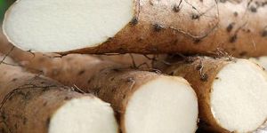 Wild Yam Extract