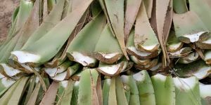 Aloe Vera Leaf