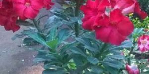 Adenium Grafted Any Color Plant