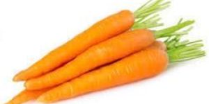 Carrot