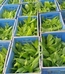 Banana Tissue Culture Plant