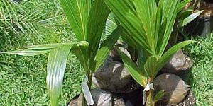 Coconut Plant