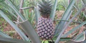 Pineapple Tissue Culture Plants