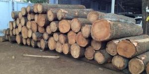 Silver Oak Timber Wood