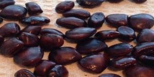 Raw Tamarind Seeds