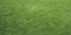 Korean Grass