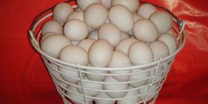 Indian Runner Duck Hatching Eggs