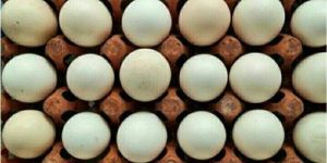 Khaki Campbell Hatching Eggs