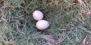Pekin Duck Hatching Eggs