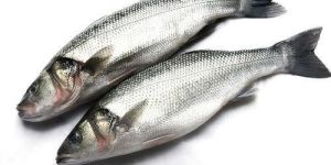 Sea Bass Fish