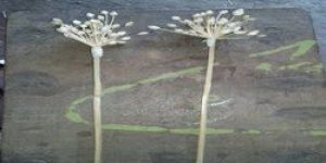 Moslem Natural Dry Flowers