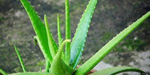 Aloe Vera Plant
