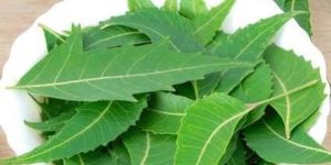 Neem Leaves