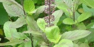Tulsi Leaves