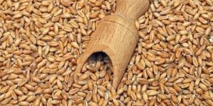 Organic Khapli Wheat