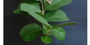 Seedless Guava Plant
