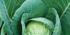 Fresh Cabbage