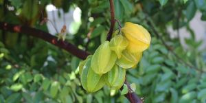 Fresh Star Fruit