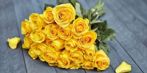 Fresh Yellow Rose Flower