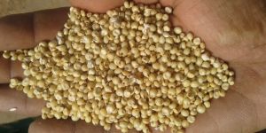 Sorghum Seeds