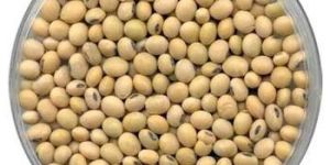 Indian SOYBEAN SEEDS
