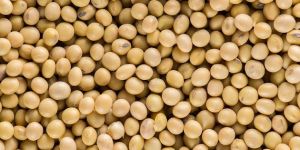 Organic Soybean Seeds