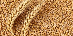Organic Wheat Seeds