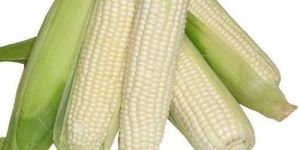 White Corn
