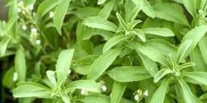Stevia Leaves