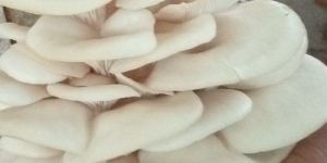 Fresh Oyster Mushroom