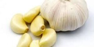 Fresh Garlic