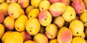 Fresh Kesar Mango