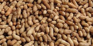 Groundnuts