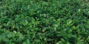 Tissue Culture Lemon Plant