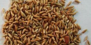 Apamarg Chirchita Seed Achyranthes Aspera