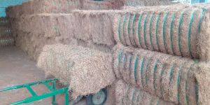 Coir Fibre